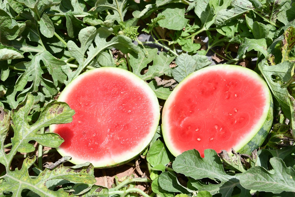 Inatech Maduración, la solución definitiva para el engorde y la maduración de frutos