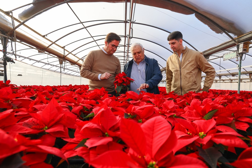 El Ejido sigue liderando a nivel nacional la producción de Flor de Pascua
