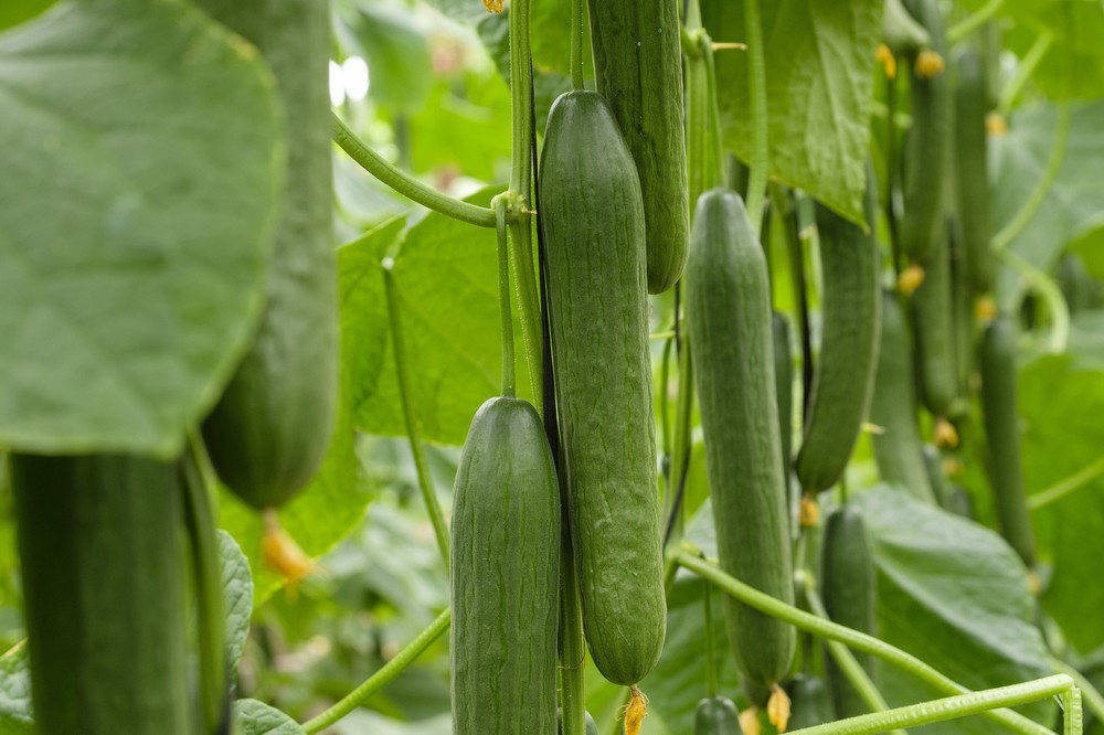 HORTYFRUTA activa la Extensión de Norma para pepino a partir del miércoles