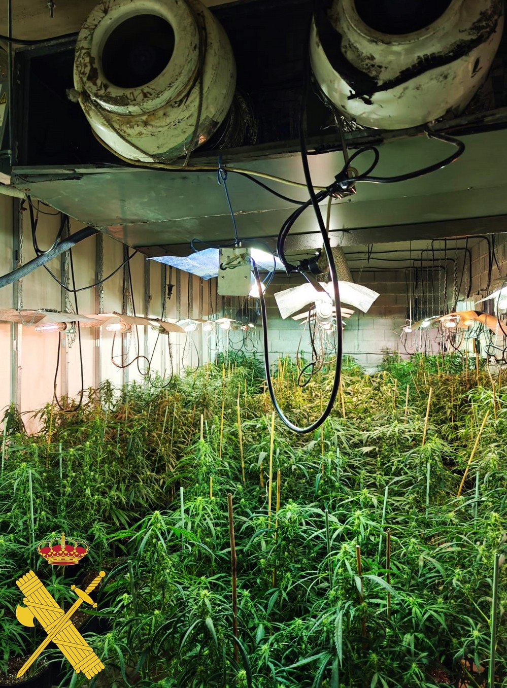 La Guardia Civil interviene un cultivo de droga y se incauta cerca de 1.500 plantas de marihuana en El Ejido y detiene a dos responsables
